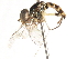  ( - CNC DIPTERA 106055)  @12 [ ] CreativeCommons - Attribution (2011) CNC/CBG Photography Group Centre for Biodiversity Genomics