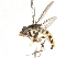 (Toxomerus ferroxida - CNC DIPTERA 106056)  @13 [ ] CreativeCommons - Attribution (2011) CNC/CBG Photography Group Centre for Biodiversity Genomics
