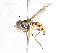  ( - CNC DIPTERA 106057)  @13 [ ] CreativeCommons - Attribution (2011) CNC/CBG Photography Group Centre for Biodiversity Genomics