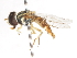  ( - CNC DIPTERA 106061)  @11 [ ] CreativeCommons - Attribution (2011) CNC/CBG Photography Group Centre for Biodiversity Genomics