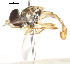  (Toxomerus pulchellus - CNC DIPTERA 106062)  @13 [ ] CreativeCommons - Attribution (2011) CNC/CBG Photography Group Centre for Biodiversity Genomics