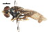 (Toxomerus laenas - CNC DIPTERA 106068)  @11 [ ] CreativeCommons - Attribution (2011) CNC/CBG Photography Group Centre for Biodiversity Genomics