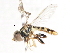  ( - CNC DIPTERA 106069)  @11 [ ] CreativeCommons - Attribution (2011) CNC/CBG Photography Group Centre for Biodiversity Genomics