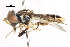  ( - CNC DIPTERA 106070)  @11 [ ] CreativeCommons - Attribution (2011) CNC/CBG Photography Group Centre for Biodiversity Genomics