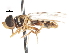  ( - CNC DIPTERA 106071)  @11 [ ] CreativeCommons - Attribution (2011) CNC/CBG Photography Group Centre for Biodiversity Genomics