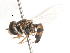  (Toxomerus occidentalis - CNC DIPTERA 106072)  @11 [ ] CreativeCommons - Attribution (2011) CNC/CBG Photography Group Centre for Biodiversity Genomics