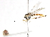  ( - CNC DIPTERA 106074)  @11 [ ] CreativeCommons - Attribution (2011) CNC/CBG Photography Group Centre for Biodiversity Genomics