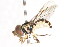  ( - CNC DIPTERA 106075)  @11 [ ] CreativeCommons - Attribution (2011) CNC/CBG Photography Group Centre for Biodiversity Genomics