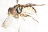  ( - CNC DIPTERA 106076)  @11 [ ] CreativeCommons - Attribution (2011) CNC/CBG Photography Group Centre for Biodiversity Genomics