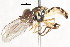  ( - CNC DIPTERA 106077)  @11 [ ] CreativeCommons - Attribution (2011) CNC/CBG Photography Group Centre for Biodiversity Genomics