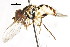  (Toxomerus ornithoglyphus - CNC DIPTERA 106078)  @11 [ ] CreativeCommons - Attribution (2011) CNC/CBG Photography Group Centre for Biodiversity Genomics
