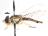  ( - CNC DIPTERA 106079)  @11 [ ] CreativeCommons - Attribution (2011) CNC/CBG Photography Group Centre for Biodiversity Genomics
