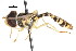  ( - CNC DIPTERA 106080)  @11 [ ] CreativeCommons - Attribution (2011) CNC/CBG Photography Group Centre for Biodiversity Genomics