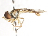  ( - CNC DIPTERA 106082)  @11 [ ] CreativeCommons - Attribution (2011) CNC/CBG Photography Group Centre for Biodiversity Genomics