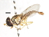  ( - CNC DIPTERA 106083)  @11 [ ] CreativeCommons - Attribution (2011) CNC/CBG Photography Group Centre for Biodiversity Genomics