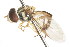  ( - CNC DIPTERA 106084)  @11 [ ] CreativeCommons - Attribution (2011) CNC/CBG Photography Group Centre for Biodiversity Genomics