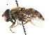  ( - CNC DIPTERA 17939)  @11 [ ] CreativeCommons - Attribution (2011) CNC/CBG Photography Group Centre for Biodiversity Genomics