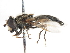 ( - CNC DIPTERA 17946)  @11 [ ] CreativeCommons - Attribution (2011) CNC/CBG Photography Group Centre for Biodiversity Genomics