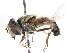  ( - CNC DIPTERA 17948)  @11 [ ] CreativeCommons - Attribution (2011) CNC/CBG Photography Group Centre for Biodiversity Genomics