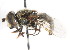  ( - CNC DIPTERA 17953)  @11 [ ] CreativeCommons - Attribution (2011) CNC/CBG Photography Group Centre for Biodiversity Genomics