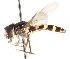 ( - CNC DIPTERA 18892)  @11 [ ] CreativeCommons - Attribution (2011) CNC/CBG Photography Group Centre for Biodiversity Genomics