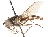  ( - CNC DIPTERA 18894)  @11 [ ] CreativeCommons - Attribution (2011) CNC/CBG Photography Group Centre for Biodiversity Genomics