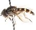  (Melangyna subfasciata - CNC DIPTERA 18895)  @11 [ ] CreativeCommons - Attribution (2011) CNC/CBG Photography Group Centre for Biodiversity Genomics