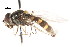  ( - CNC DIPTERA 18897)  @11 [ ] CreativeCommons - Attribution (2011) CNC/CBG Photography Group Centre for Biodiversity Genomics