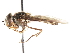  ( - CNC DIPTERA 18910)  @11 [ ] CreativeCommons - Attribution (2011) CNC/CBG Photography Group Centre for Biodiversity Genomics