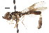 ( - CNC DIPTERA 20218)  @13 [ ] CreativeCommons - Attribution (2011) CNC/CBG Photography Group Centre for Biodiversity Genomics