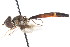  ( - CNC DIPTERA 20222)  @12 [ ] CreativeCommons - Attribution (2011) CNC/CBG Photography Group Centre for Biodiversity Genomics
