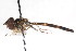  ( - CNC DIPTERA 20223)  @12 [ ] CreativeCommons - Attribution (2011) CNC/CBG Photography Group Centre for Biodiversity Genomics
