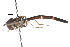  ( - CNC DIPTERA 20224)  @12 [ ] CreativeCommons - Attribution (2011) CNC/CBG Photography Group Centre for Biodiversity Genomics