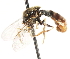  (Paragus angustistylus - CNC DIPTERA 20487)  @11 [ ] CreativeCommons - Attribution (2011) CNC/CBG Photography Group Centre for Biodiversity Genomics