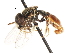  ( - CNC DIPTERA 20488)  @11 [ ] CreativeCommons - Attribution (2011) CNC/CBG Photography Group Centre for Biodiversity Genomics