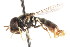  ( - CNC DIPTERA 20493)  @11 [ ] CreativeCommons - Attribution (2011) CNC/CBG Photography Group Centre for Biodiversity Genomics