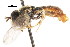  ( - CNC DIPTERA 20507)  @11 [ ] CreativeCommons - Attribution (2011) CNC/CBG Photography Group Centre for Biodiversity Genomics