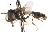  ( - CNC DIPTERA 20510)  @11 [ ] CreativeCommons - Attribution (2011) CNC/CBG Photography Group Centre for Biodiversity Genomics