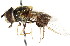  ( - CNC DIPTERA 2171)  @13 [ ] CreativeCommons - Attribution (2011) CNC/CBG Photography Group Centre for Biodiversity Genomics