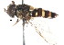  ( - CNC DIPTERA 2173)  @11 [ ] CreativeCommons - Attribution (2011) CNC/CBG Photography Group Centre for Biodiversity Genomics