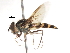  ( - CNC DIPTERA 22118)  @11 [ ] CreativeCommons - Attribution (2011) CNC/CBG Photography Group Centre for Biodiversity Genomics
