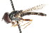  ( - CNC DIPTERA 25152)  @11 [ ] CreativeCommons - Attribution (2011) CNC/CBG Photography Group Centre for Biodiversity Genomics