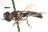  ( - CNC DIPTERA 25160)  @13 [ ] CreativeCommons - Attribution (2011) CNC/CBG Photography Group Centre for Biodiversity Genomics