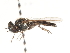  ( - CNC DIPTERA 27080)  @12 [ ] CreativeCommons - Attribution (2011) CNC/CBG Photography Group Centre for Biodiversity Genomics