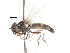  ( - CNC DIPTERA 28196)  @13 [ ] CreativeCommons - Attribution (2011) CNC/CBG Photography Group Centre for Biodiversity Genomics