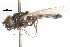  ( - CNC DIPTERA 28197)  @12 [ ] CreativeCommons - Attribution (2011) CNC/CBG Photography Group Centre for Biodiversity Genomics