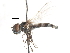  ( - CNC DIPTERA 28199)  @13 [ ] CreativeCommons - Attribution (2011) CNC/CBG Photography Group Centre for Biodiversity Genomics