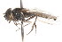  ( - CNC DIPTERA 28200)  @12 [ ] CreativeCommons - Attribution (2011) CNC/CBG Photography Group Centre for Biodiversity Genomics
