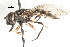  ( - CNC DIPTERA 35821)  @13 [ ] CreativeCommons - Attribution (2011) CNC/CBG Photography Group Centre for Biodiversity Genomics