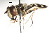  ( - CNC DIPTERA 35869)  @13 [ ] CreativeCommons - Attribution (2011) CNC/CBG Photography Group Centre for Biodiversity Genomics